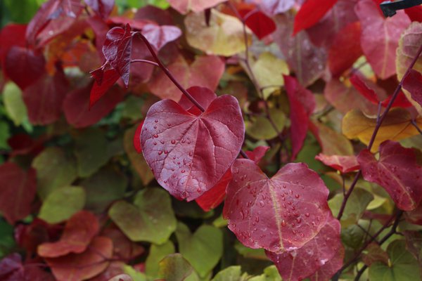 Feuillage de Cercis canadensis 'Eternal Flame', arbre de Jud&eacute;e du Canada