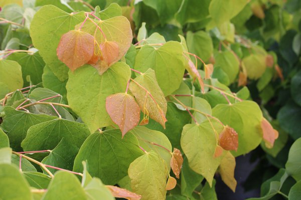 Feuillage de Cercis canadensis 'The Rising Sun', arbre de Jud&eacute;e du Canada