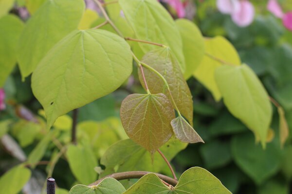 Cercis canadensis 'Golden Falls', arbre de Jud&eacute;e du Canada