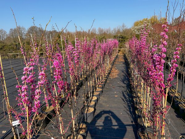 Cercis 'Avondale', arbre de Jud&eacute;e, floraison, mars 2026