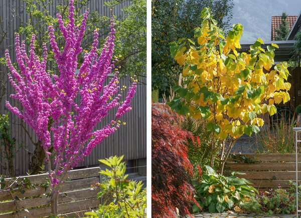 Cercis 'Avondale', floraison printani&egrave;re et feuillage automnal sur la m&ecirc;me plante