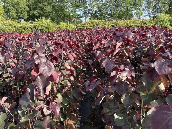 Cercis canadensis 'Merlot', arbre de Jud&eacute;e du Canada