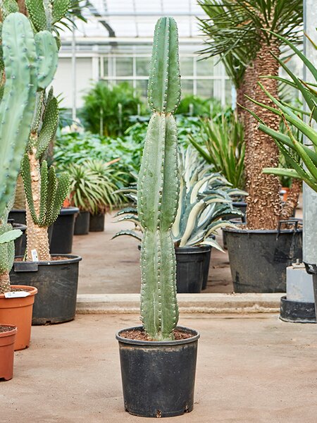 Cereus jamacaru, im 30cm Topf, H�he 120cm, Breite 20cm