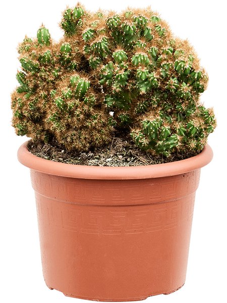 Cereus peruvianus 'Monstrosus', Tuff, im 17cm Topf, H�he 30cm, Breite 20cm