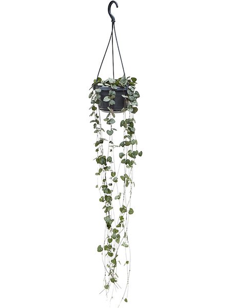 Ceropegia woodii, Ranker, im 14cm Topf, H�he 40cm, Breite 16cm