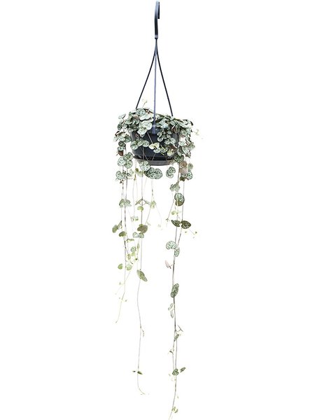 Ceropegia woodii 'Variegata', Ranker, im 11cm Topf, H�he 20cm, Breite 12cm