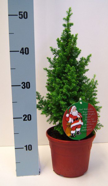 weihnachtliche Scheinzypresse, Kegelzypresse 'Top Point' 