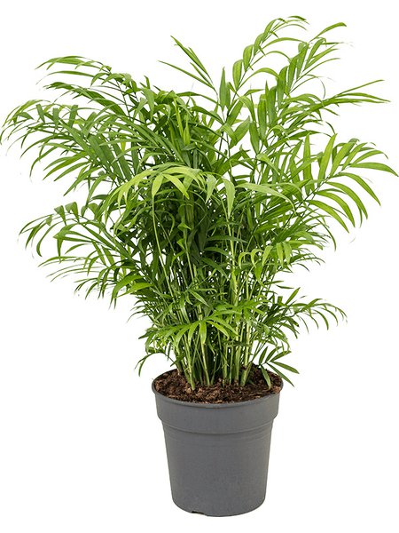 Chamaedorea elegans, Busch, im 19cm Topf, H�he 60cm, Breite 40cm