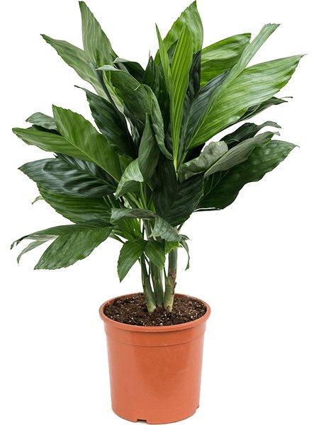 Chamaedorea metallica, Busch, im 21cm Topf, H�he 70cm, Breite 40cm