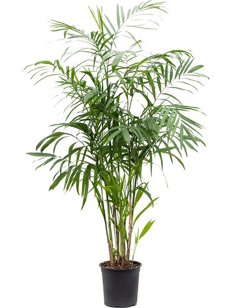 Chamaedorea seifrizii, Busch, im 24cm Topf, H�he 120cm, Breite 75cm