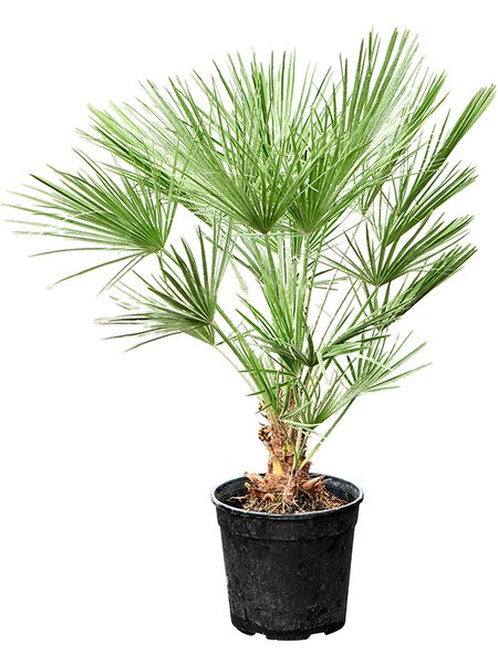 Chamaerops humilis, Busch, im 30cm Topf, H�he 90cm, Breite 65cm