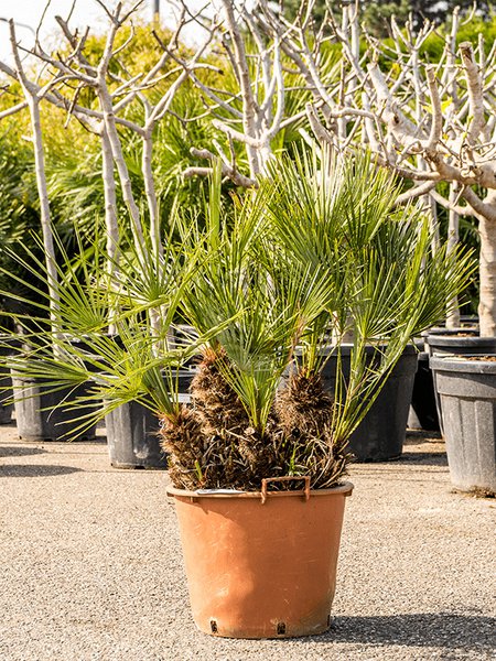 Chamaerops humilis 'Cerifera', Busch, im 40cm Topf, H�he 115cm, Breite 75cm