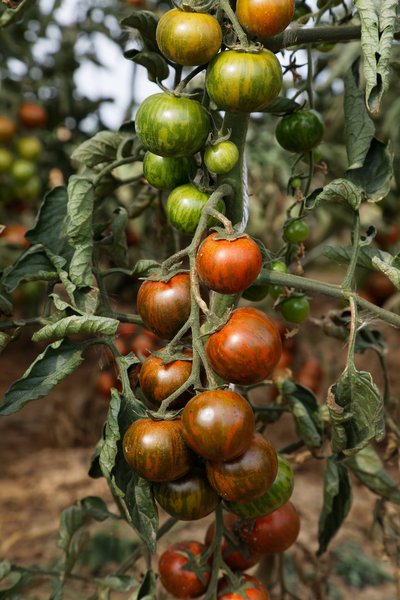 Cocktailtomate Zebranelle (Cherry Zebra) BIO