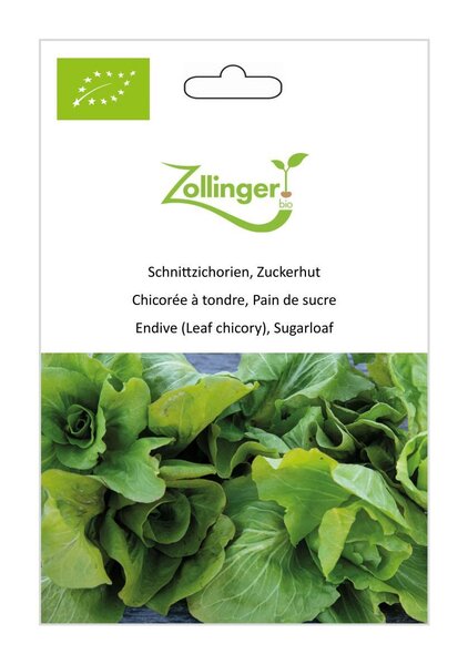 Schnittzichorie, Zuckerhut