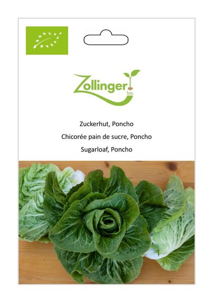 Kopfzichorie, Zuckerhut Poncho
