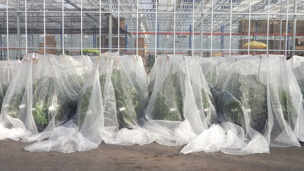S&eacute;lection de piments, Capsicum annuum, Capsicum frutescens