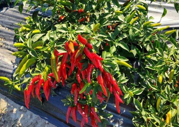 Piment 'Hot Surprise Bushy'