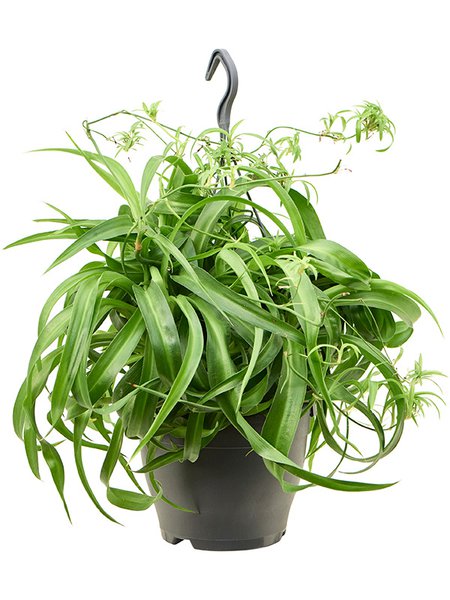 Chlorophytum Comosum 'Green Bonnie', Ampel, im 19cm Topf, H�he 40cm, Breite 40cm