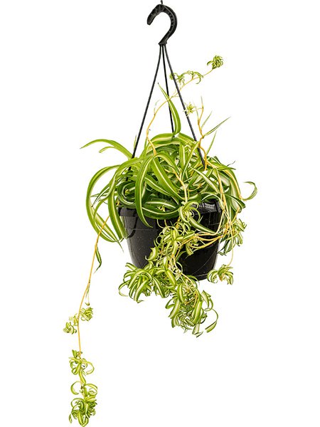 Chlorophytum comosum 'Bonnie', Ampel (40-50), im 20cm Topf, H�he 50cm, Breite 45cm