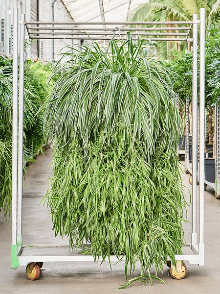 Chlorophytum comosum 'Ocean' XXLChlorophytum comosum 'Ocean', Ampel, im 35cm Topf, H�he 100cm, Breite 80cm