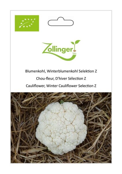 Blumenkohl, Winterblumenkohl Selektion Z