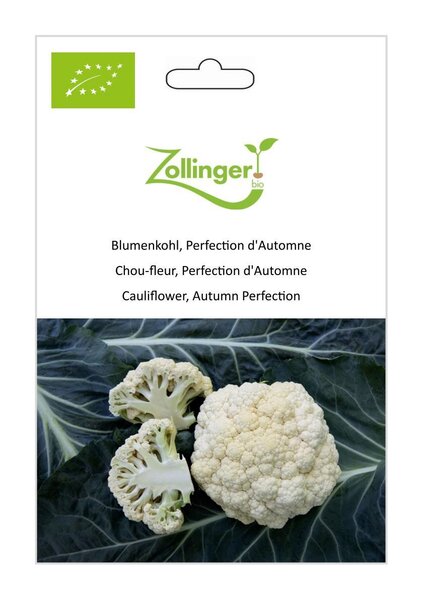 Blumenkohl, Perfection d'Automne