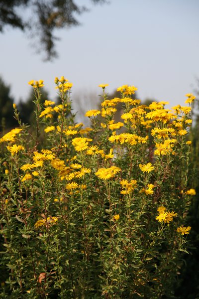Chrysopsis speciosa 'Golden Sunshine'
