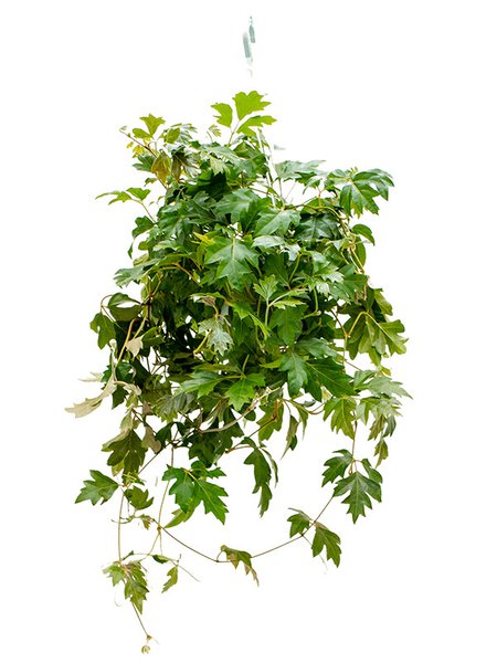 Cissus rhombifolia 'Ellen Danica', Ranker, im 17cm Topf, H�he 40cm, Breite 35cm