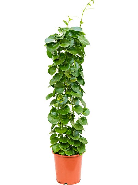 Cissus rotundifolia, S�ule, im 24cm Topf, H�he 120cm, Breite 30cm