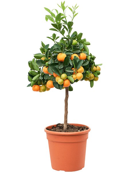 Citrus (Citrofortunella) calamondin, Stamm, im 18cm Topf, H�he 55cm, Breite 30cm