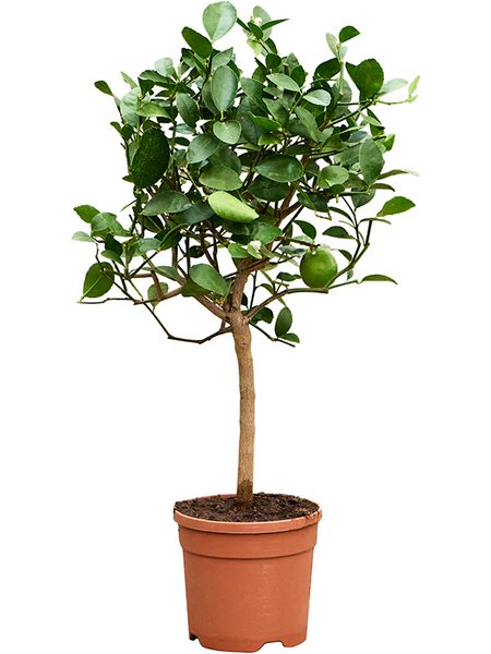 Citrus aurantifolia 'Green lime', Stamm, im 21cm Topf, H�he 65cm, Breite 35cm
