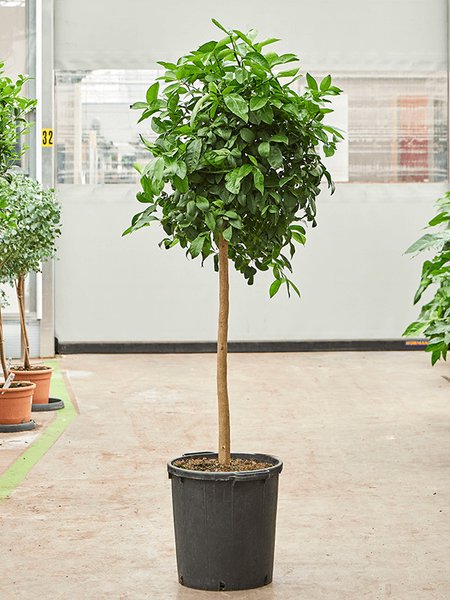 Citrus aurantifolia 'Lima Rossa', Stamm, im 38cm Topf, H�he 170cm, Breite 60cm