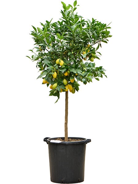 Citrus aurantifolia 'Limequat', Stamm, im 38cm Topf, H�he 170cm, Breite 60cm