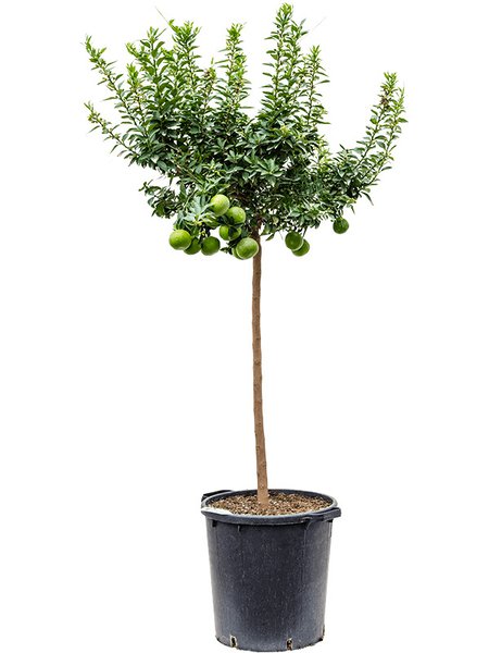 Citrus aurantium 'Chinotto', Stamm, im 38cm Topf, H�he 160cm, Breite 65cm