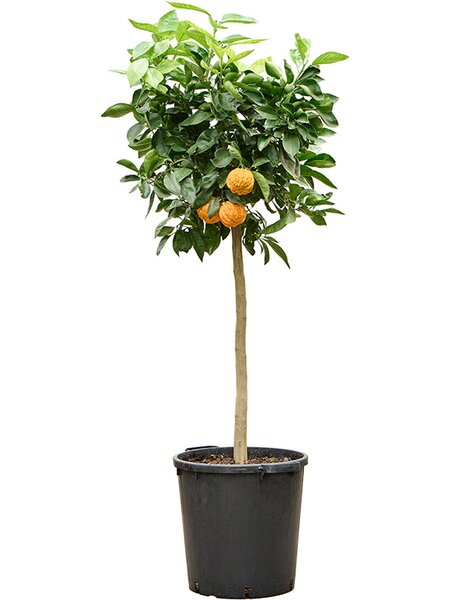 Citrus aurantium 'Corrugato', Stamm, im 38cm Topf, H�he 160cm, Breite 65cm