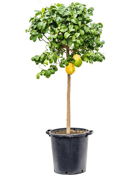 Citrus medica, Stamm, im 38cm Topf, H�he 160cm, Breite 65cm