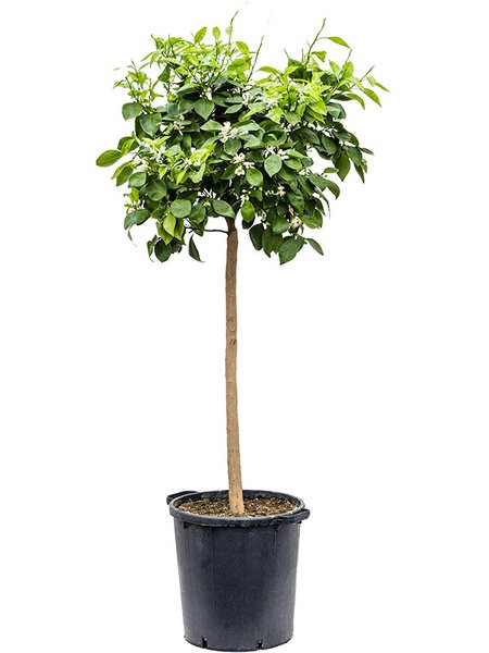 Citrus sinensis 'Orange', Stamm, im 38cm Topf, H�he 160cm, Breite 65cm