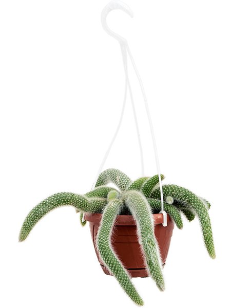 Cleistocactus colademononis, Ranker, im 17cm Topf, H�he 30cm, Breite 20cm