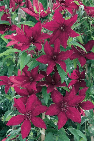 Clematis, Waldrebe 'R��tel'