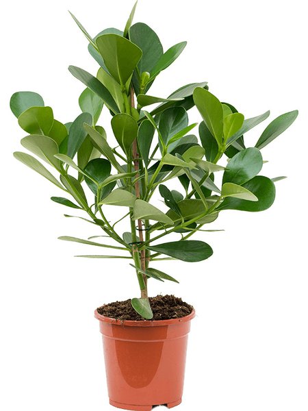 Clusia rosea 'Green Magic', im 17cm Topf, H�he 50cm, Breite 35cm