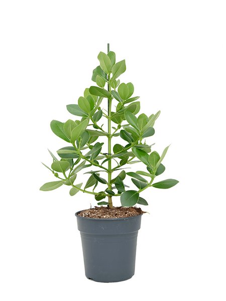 Clusia rosea 'Princess', Busch 1pp, im 27cm Topf, H�he 100cm, Breite 60cm