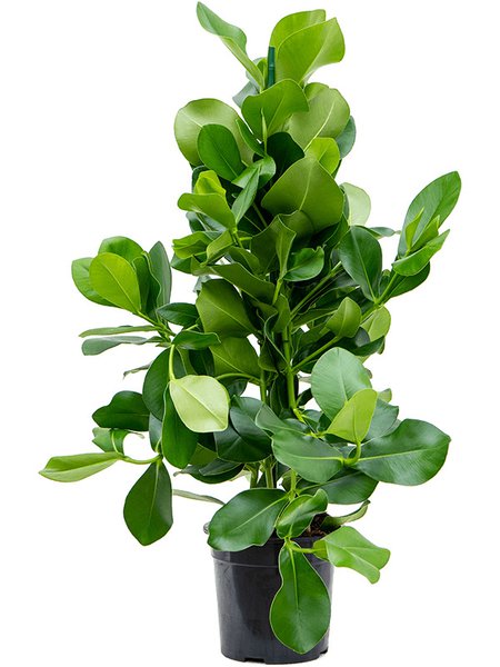 Clusia rosea, im 24cm Topf, H�he 110cm, Breite 40cm