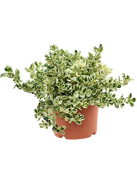 Coprosma repens 'Marble Queen', Busch, im 21cm Topf, H�he 35cm, Breite 35cm