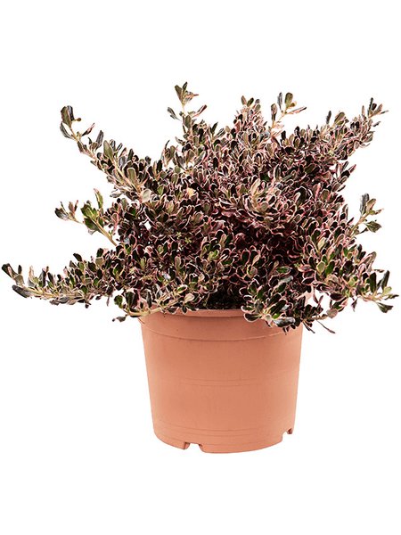Coprosma repens 'Pacific Sunrise', Busch, im 21cm Topf, H�he 50cm, Breite 35cm