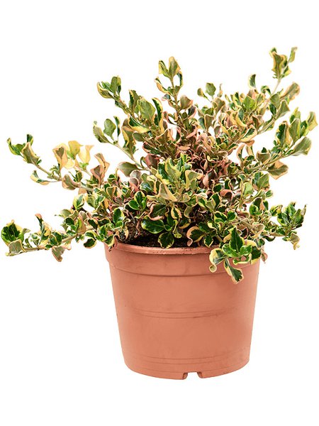Coprosma repens 'Pink Splendor', Busch, im 21cm Topf, H�he 35cm, Breite 30cm