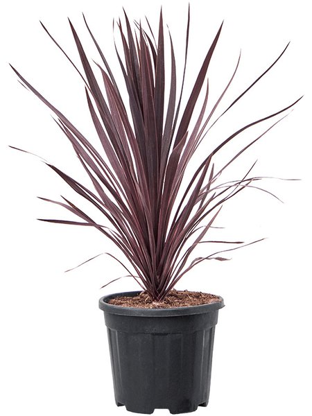 Cordyline australis 'Black Night', im 32cm Topf, H�he 90cm, Breite 55cm