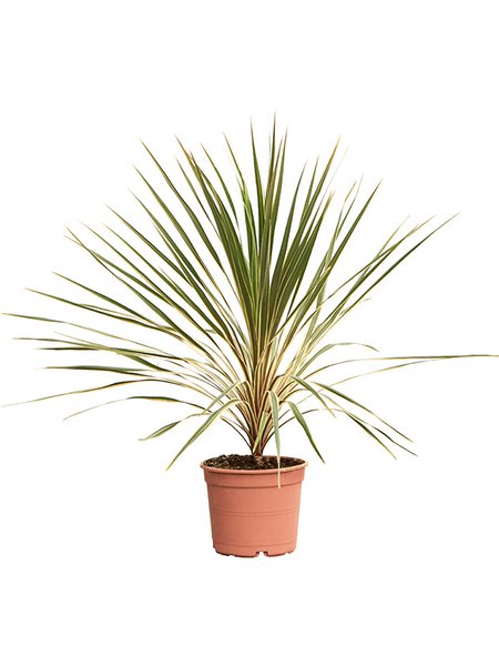 Cordyline australis 'Dazzler', im 24cm Topf, H�he 80cm, Breite 70cm