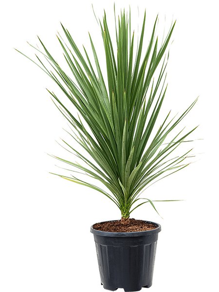 Cordyline australis 'Peko', im 30cm Topf, H�he 125cm, Breite 60cm