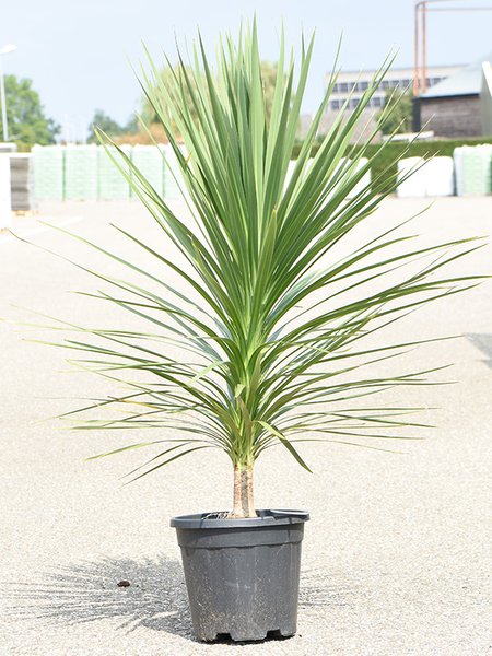 Cordyline australis 'Peko', im 30cm Topf, H�he 125cm, Breite 60cm