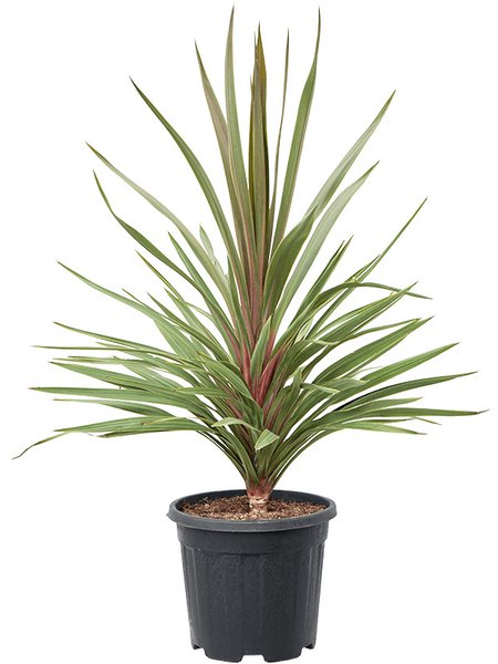Cordyline australis 'Red Heart', im 32cm Topf, H�he 110cm, Breite 75cm